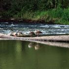 Nilgänse auf einem Bein