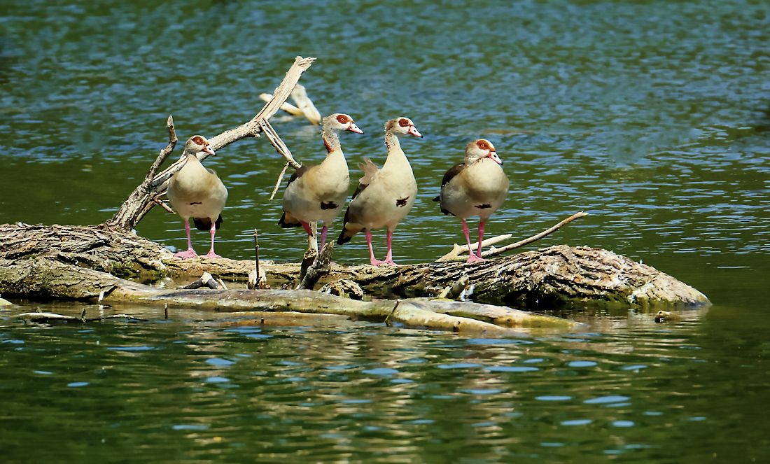 Nilgänse auf Putzstation