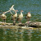 Nilgänse auf Putzstation