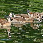 Nilgänse auf Tour