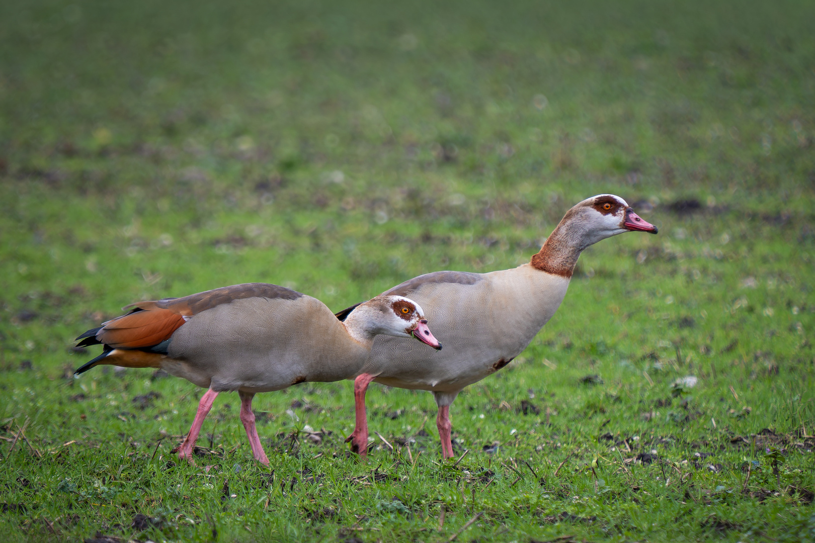 Nilgänse