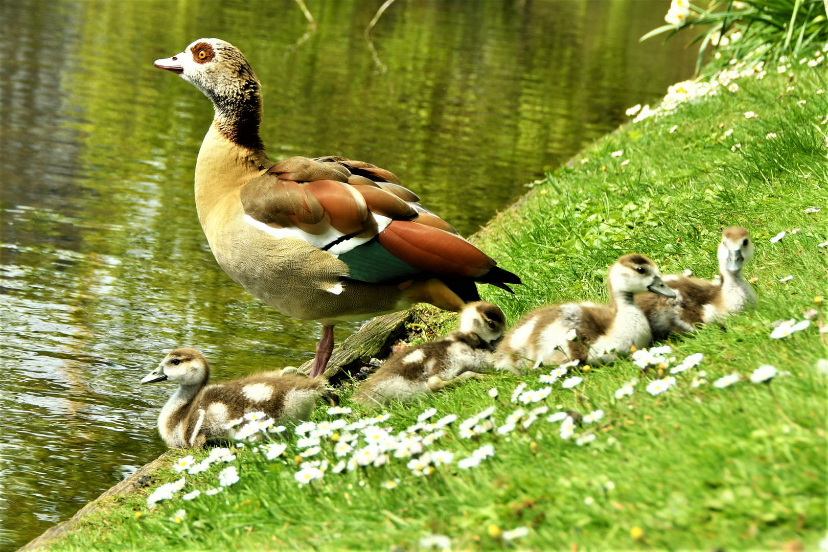 Nilgänse