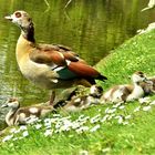 Nilgänse