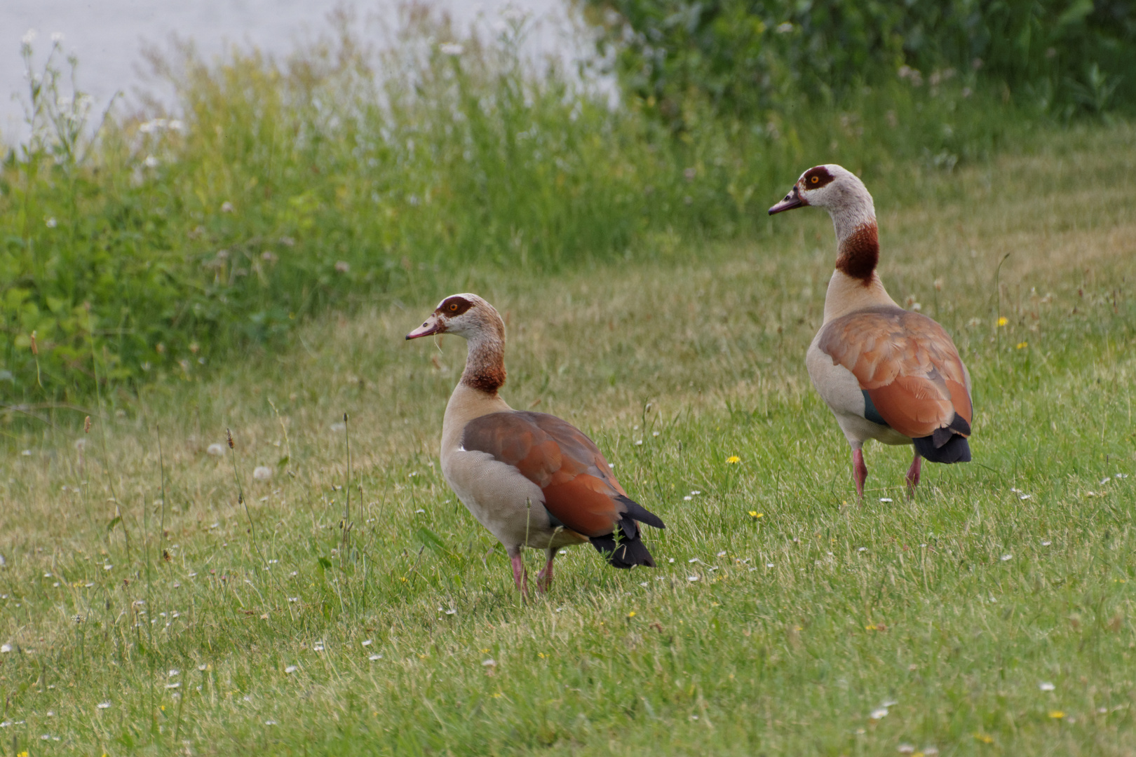 Nilgänse