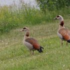 Nilgänse