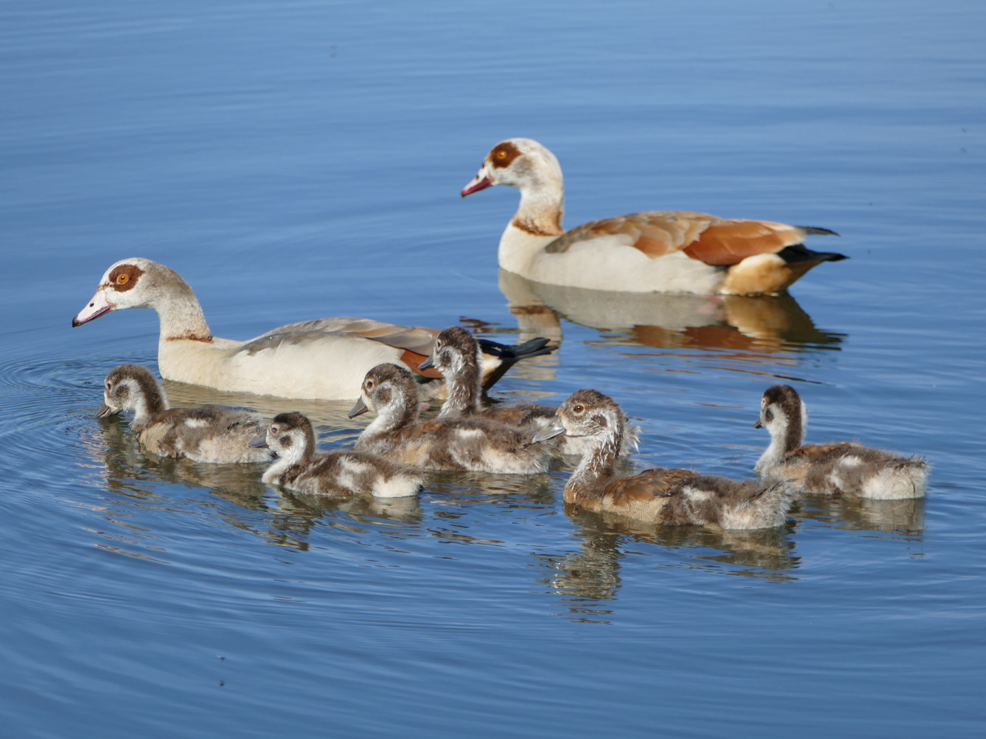 Nilgänse