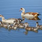 Nilgänse