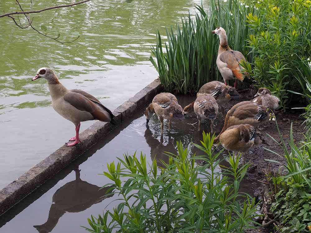 Nilgänse