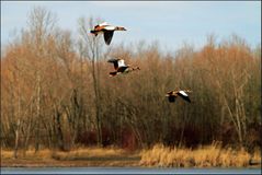 Nilgänse