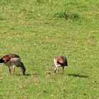 Nilgänse .... 