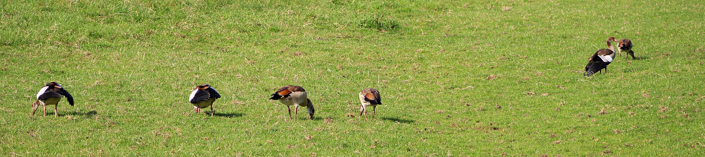 Nilgänse .... 