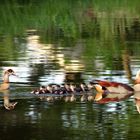 "Nilgänse"