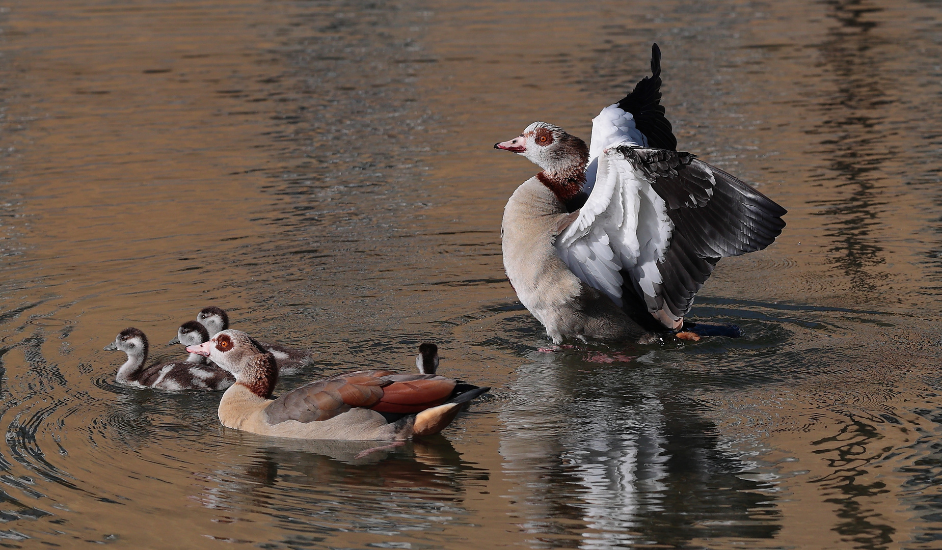 Nilgänse.....