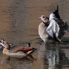 Nilgänse.....