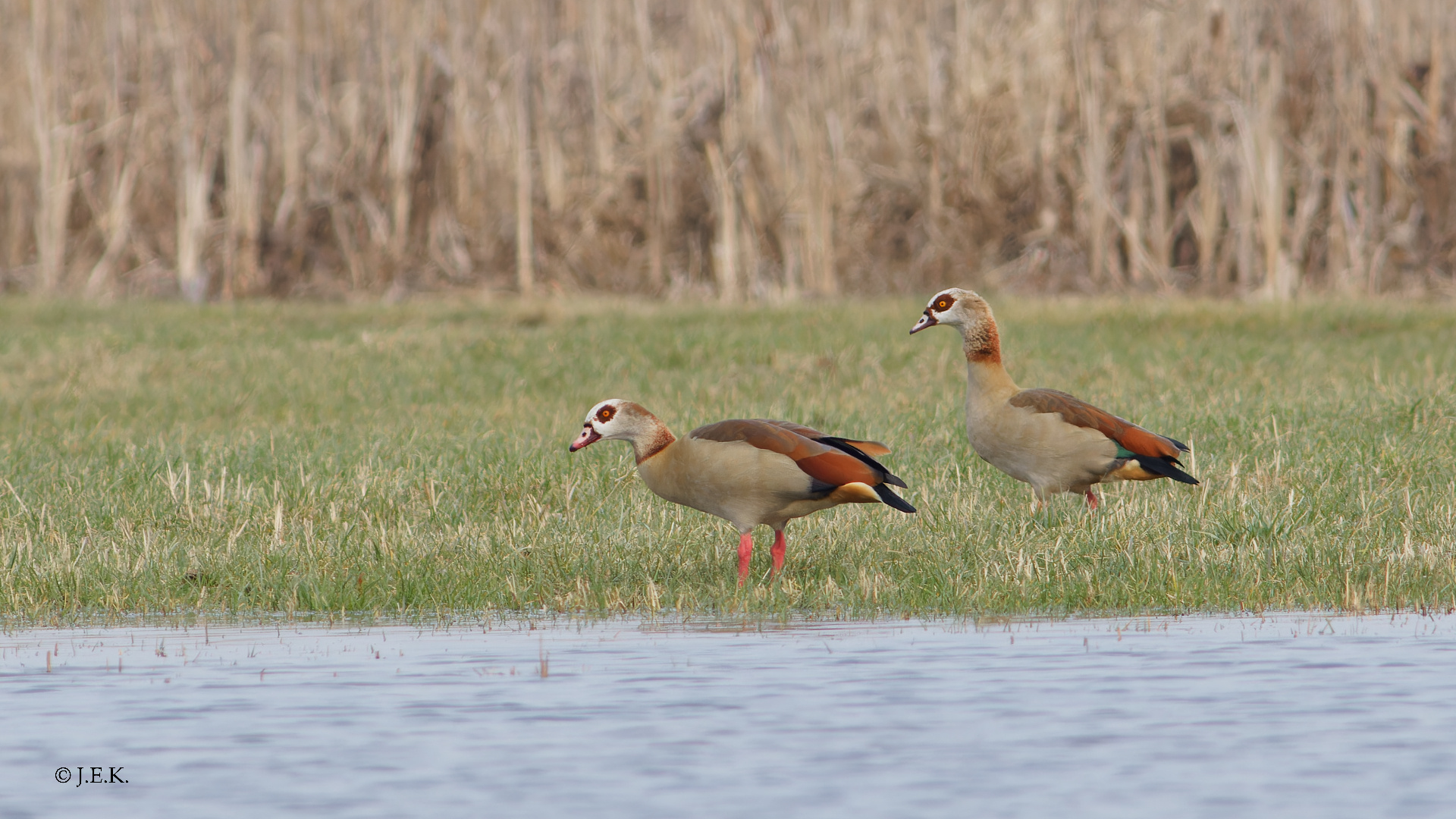 Nilgänse