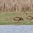 Nilgänse