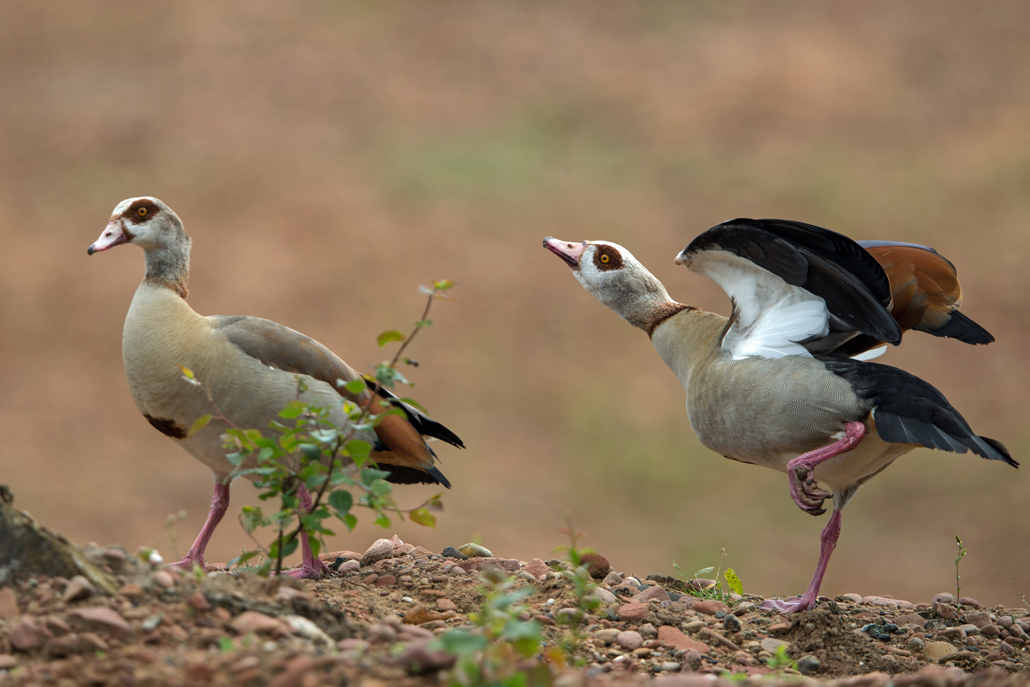 Nilgänse bei der Balz 