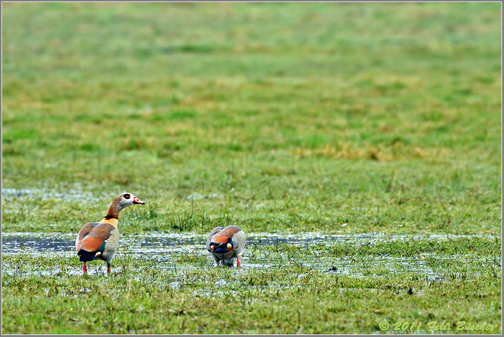 Nilgänse bei der Futtersuche