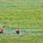 Nilgänse bei der Futtersuche