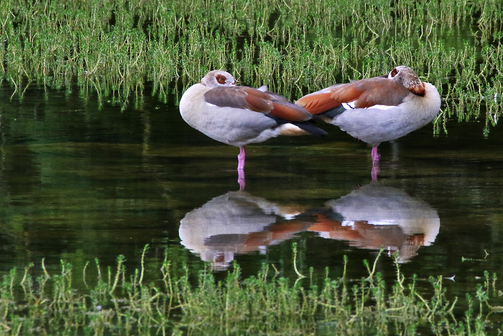 Nilgänse beim Ausruhen im Weiher