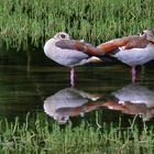 Nilgänse beim Ausruhen im Weiher