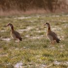 Nilgänse beim Morgenspaziergang