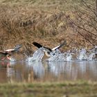 Nilgänse beim Start