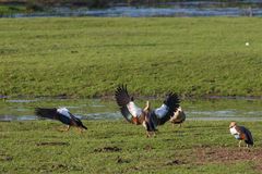 Nilgänse beim Streiten