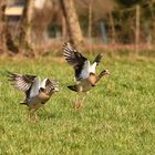 Nilgänse beim Synchronstart