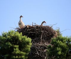 Nilgänse besetzen Storchennest