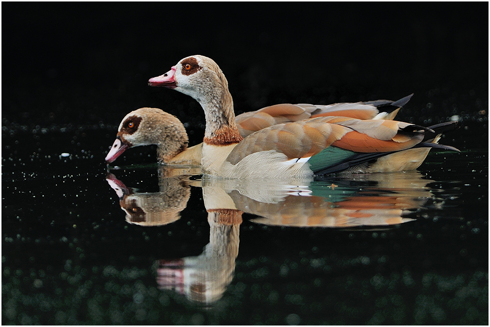 Nilgänse