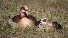 nilgänse