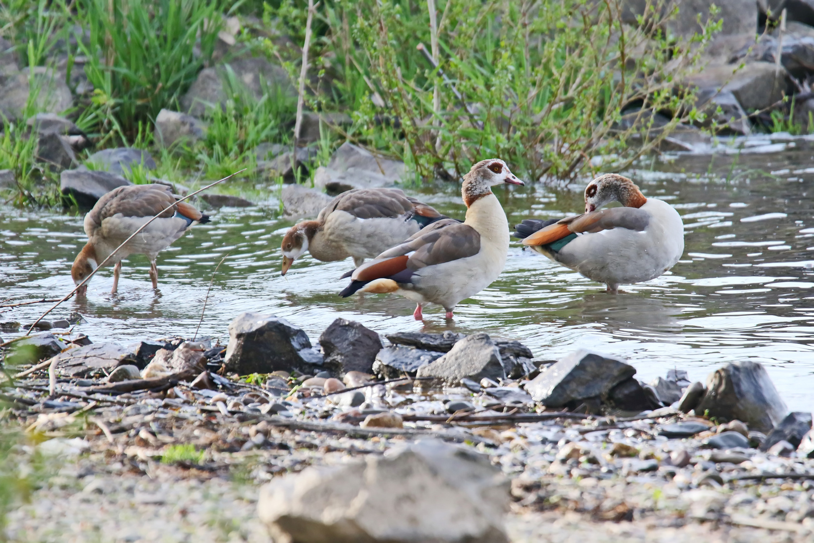 Nilgänse