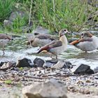 Nilgänse