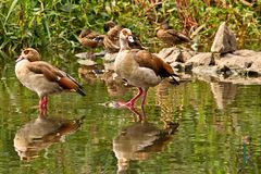 Nilgänse