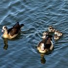 Nilgänse