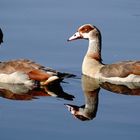 NILGÄNSE