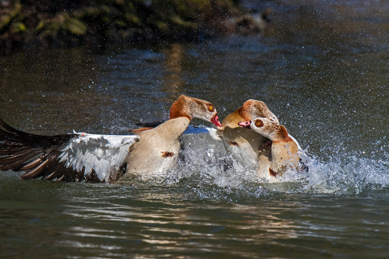 Nilgänse