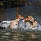 Nilgänse