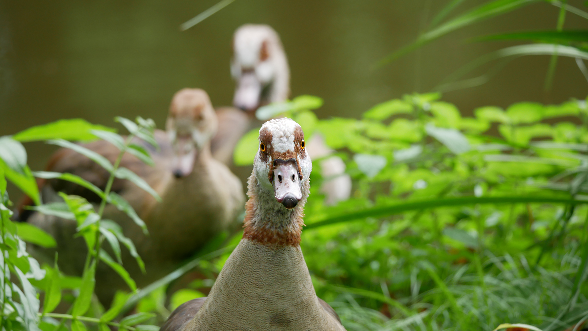 Nilgänse