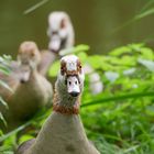 Nilgänse