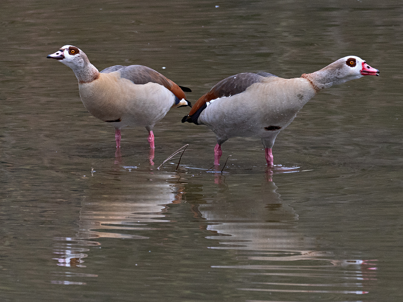 Nilgänse...