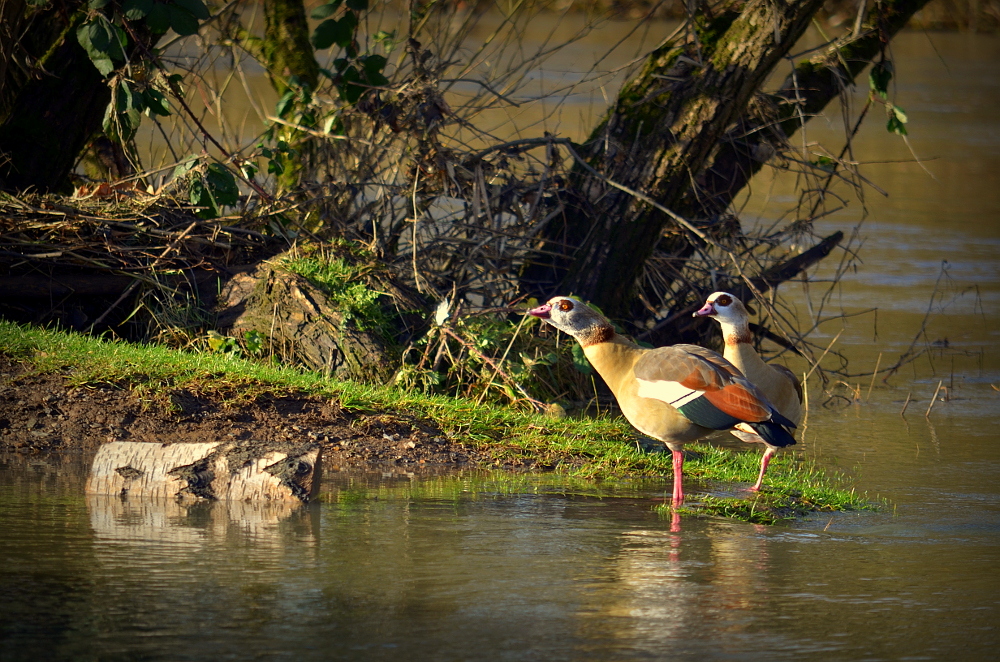 Nilgänse