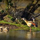 Nilgänse