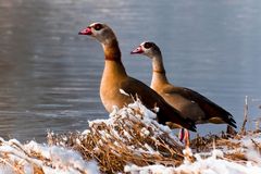 nilgänse