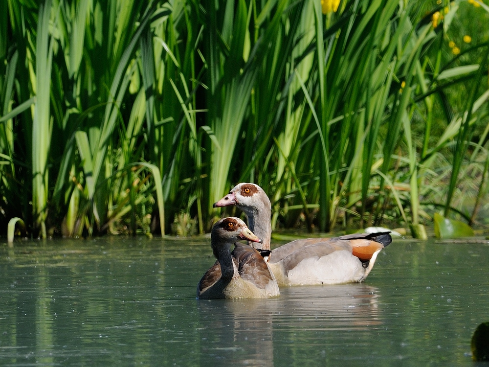 Nilgänse