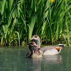 Nilgänse