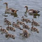 Nilgänse