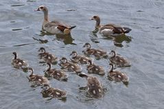 Nilgänse