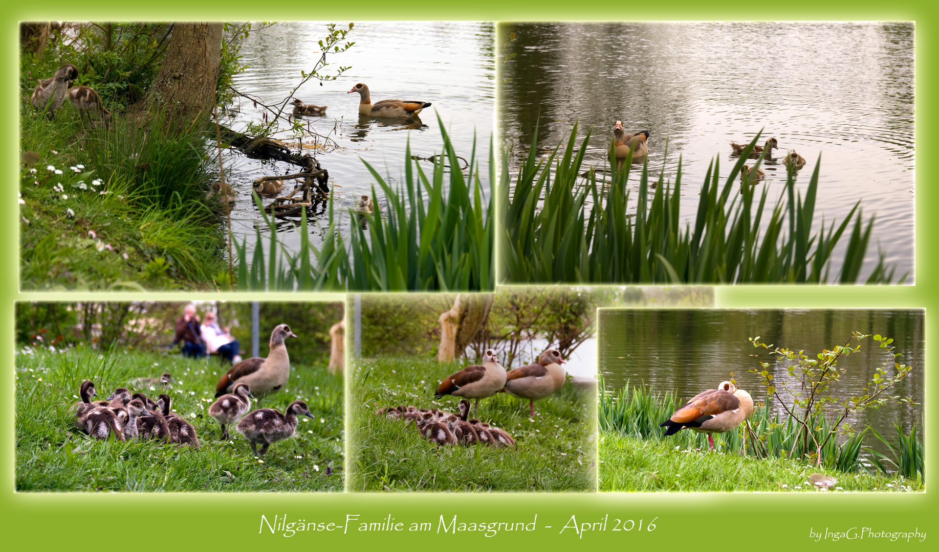 Nilgänse-Collage